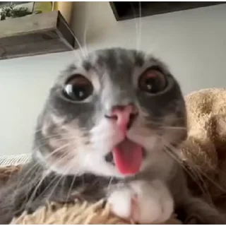 Video sticker 🐈‍⬛ Arman lopak @KALWALTER