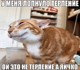 Video sticker 🌟 до :: @fStikBot