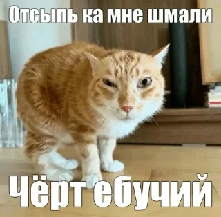 Video sticker 🌟 до :: @fStikBot