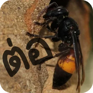 Telegram sticker 🐞 Messeg