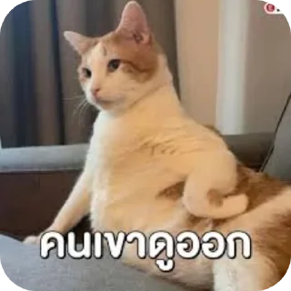 Telegram stiker 🐱 Karee