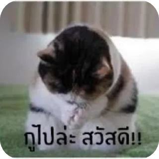 Video sticker 🐱 Karee