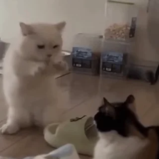 Video sticker 🐷 🐿 Fast Chipmunk :: @fStikBot