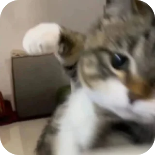 Video sticker 🐱 🐿 Fast Chipmunk :: @fStikBot