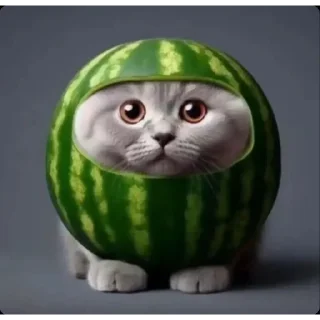 Video sticker 🐱 Круглые коты | @BLBstickers , @BLBTGK