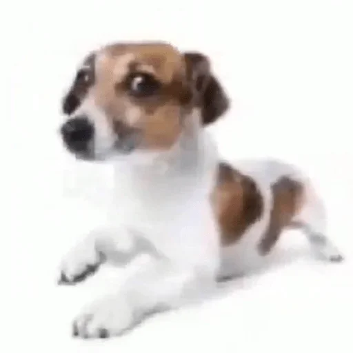 Telegram sticker 😐 сисички писички
