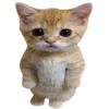 Video sticker 🐱 @Misato_L