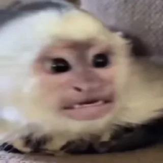 Telegram stiker 🐵 @link_kelishe monkey