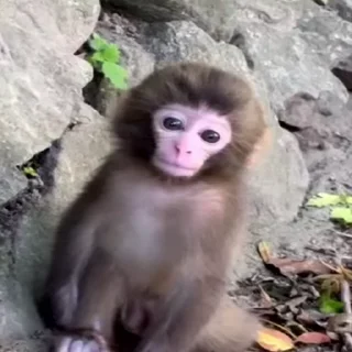 Telegram stiker 🐵 @link_kelishe monkey