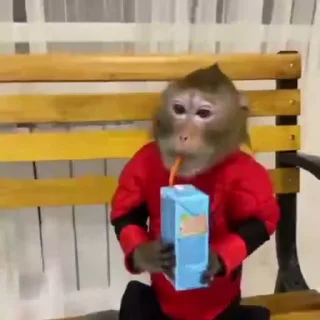 Telegram stiker 🐵 @link_kelishe monkey