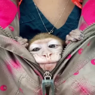 Telegram stiker 🐵 @link_kelishe monkey