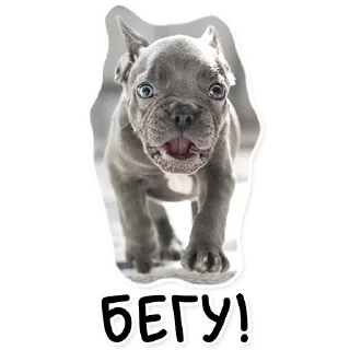 Video sticker 🏃‍♀️ АЙДА ГУЛЯТЬ 🐾 приложение для любителей собак (стикерпак)