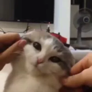 Video sticker 🙀 ねこぱらVol.2