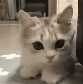 Video sticker 😨 ねこぱらVol.2