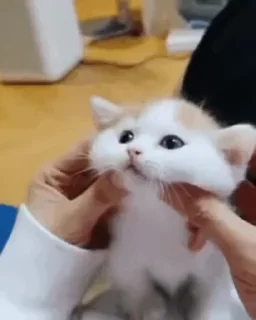 Video sticker 🙀 ねこぱらVol.2