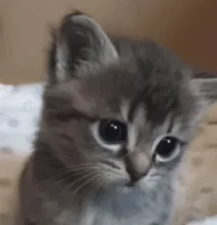 Telegram sticker 😕 котики зеточки — @stckrRobot