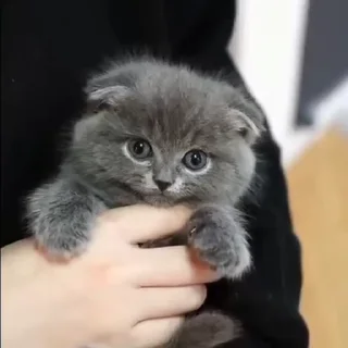 Video sticker ☹️ каты нахуй)