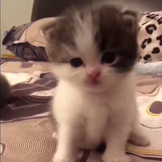 Video sticker 🐈 ㅤㅤִ 𓏵 @Qoukio  ₎₎