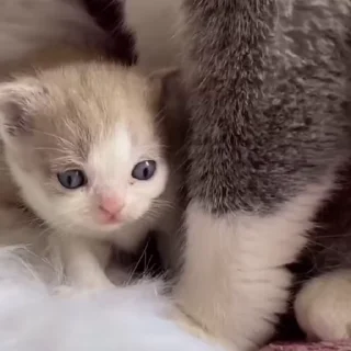 Video sticker 🐈 ㅤㅤִ 𓏵 @Qoukio  ₎₎