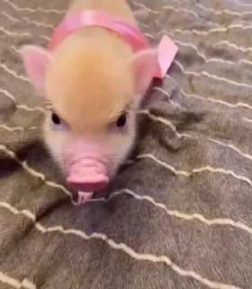 Video sticker 🐷 Больше стиков тут: @stikery4