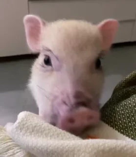 Video sticker 🐷 Больше стиков тут: @stikery4