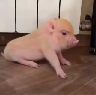 Video sticker 🐷 Больше стиков тут: @stikery4