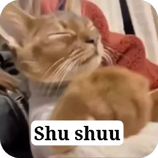 Video sticker 😮‍💨 S c a t y   P a c k