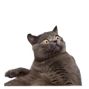 Video sticker 😱 memesfrank