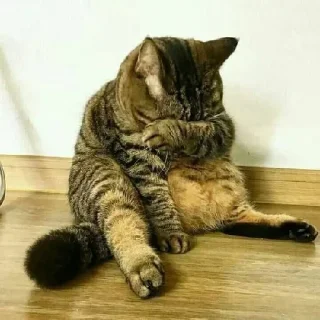 Sticker 😢 HΛMKΣЯcat #TheCatGangs kang pack