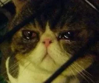 Video sticker 😭 HΛMKΣЯcat #TheCatGangs kang pack