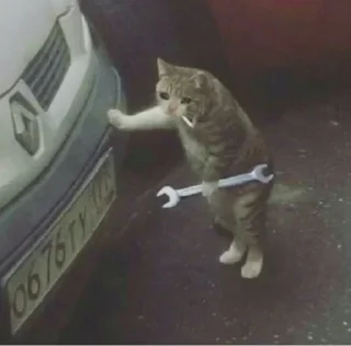 Telegram stiker 😭 HΛMKΣЯcat #TheCatGangs kang pack