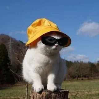 Telegram stiker 🤔 HΛMKΣЯcat #TheCatGangs kang pack