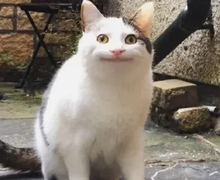 Telegram sticker 🤨 Cute cat @Sound_Nest