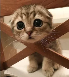 Telegram sticker 🥲 Cute cat @Sound_Nest