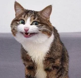Telegram sticker 😂 Cute cat @Sound_Nest