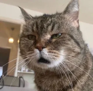 Video sticker 🤨 Cute cat @Sound_Nest