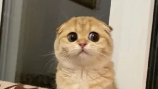 Video sticker 🥺 Cute cat @Sound_Nest