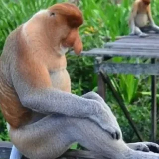 Sticker 🐵 mamaco        by @raivozo