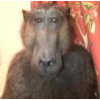 Video sticker 🐵 mamaco        by @raivozo