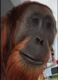 Video sticker 😳 mamaco        by @raivozo