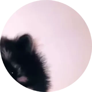 Video sticker 🕺 Больше стиков тут: @stikery4