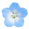 Video sticker 🩵 blue ➜ @emoji1