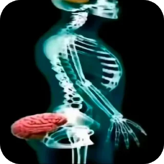 Video sticker 🧸 шкебеде