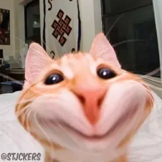 Телеграм стикер 😌 askooo حسابي @FKJ_T