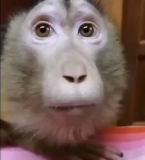 Video sticker 🥰 Больше стиков тут: @stikery4