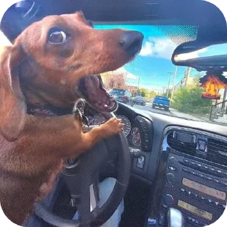 Video sticker 🐶 Maofey