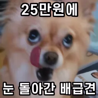 Video sticker 👻 25만원 배급견 2 @DCConSticker