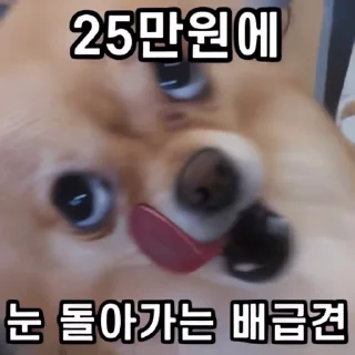 Video sticker 👻 25만원 배급견 2 @DCConSticker