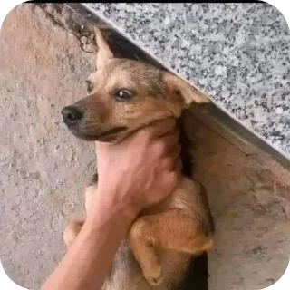 Sticker 🤲 @Kenko_424 ‌လီးကြည့်တာလား