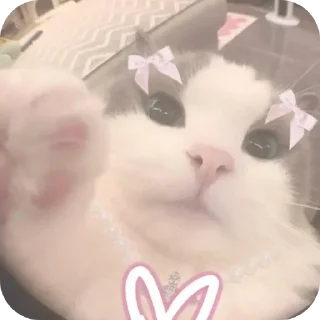 Video sticker 🐱 Pookie by @Z7JVON